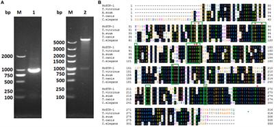 The Serine/Threonine-Protein Phosphatase 1 From Haemonchus <mark class="highlighted">contortus</mark> Is Actively Involved in Suppressive Regulatory Roles on Immune Functions of Goat Peripheral Blood Mononuclear Cells